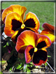 foto Fiori